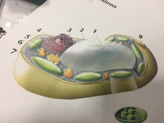 plant cell komórka roślinna 3D Print 136220