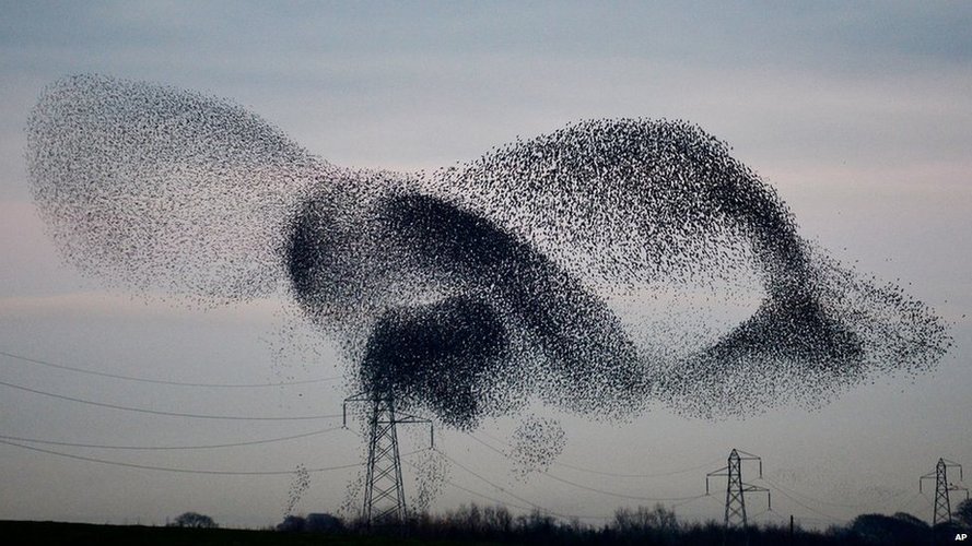 Starling Murmurations 1 3D Print 136963