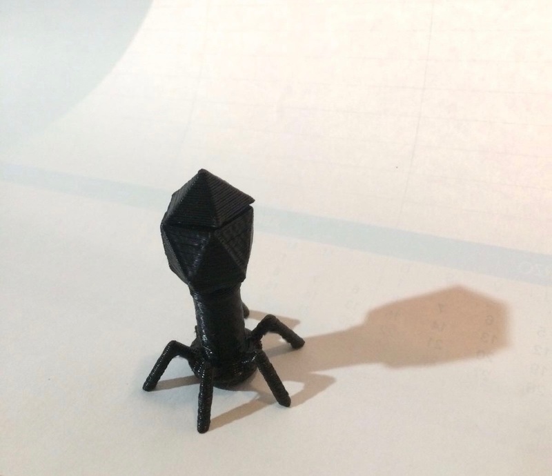 Biology model of a Bacteriophage