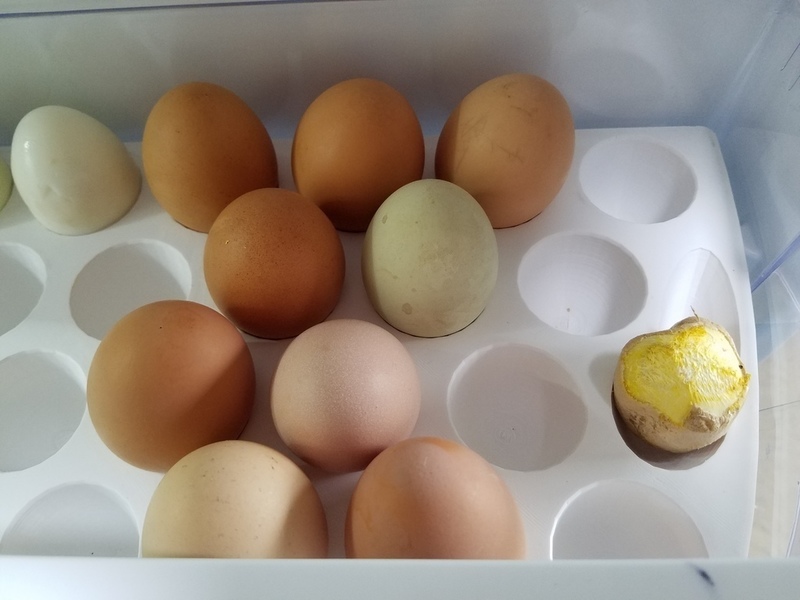 Egg Holder