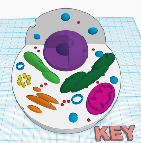 3d Printed Animal Cell Model By Cc Pinshape