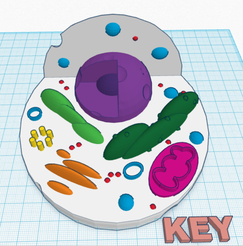 Animal Cell Model 3D Print 143893