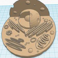 Animal Cell Model - Thumbnail 3