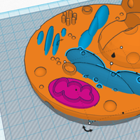 Animal Cell Model - Thumbnail 6