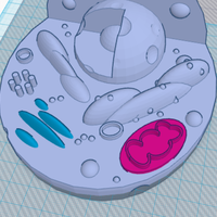 Animal Cell Model - Thumbnail 7