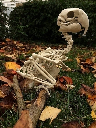 Macow Skeleton 3D Print 144133