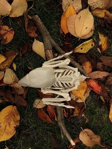 Macow Skeleton 3D Print 144134