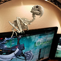 Macow Skeleton - Thumbnail 4