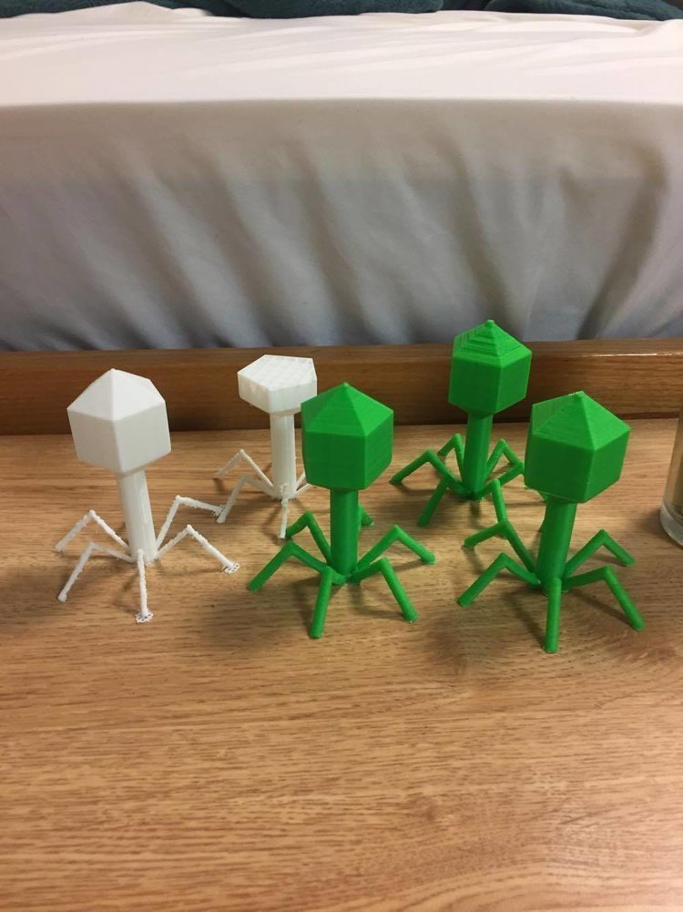 bacteriophage model project