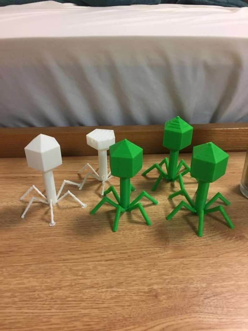 Bacteriophage