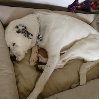 Scan of a dog in his bed - Thumbnail 1