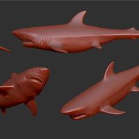 Small Great White Shark 3D Printing 146667