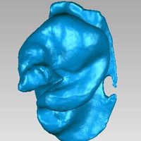 Cochlea - Thumbnail 3