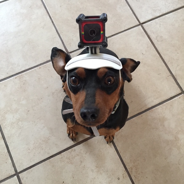 DogeVision!
