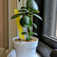 windowsill planter - Thumbnail 2