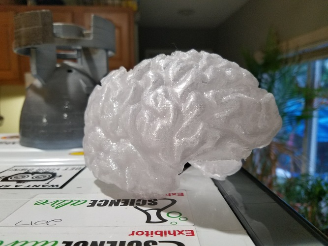 Hollow Human Brain Planter 3D Print 147794