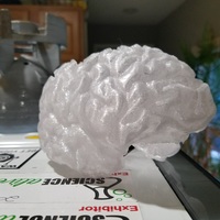 Hollow Human Brain Planter - Thumbnail 1