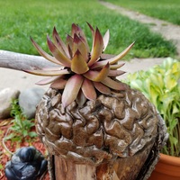Hollow Human Brain Planter - Thumbnail 4