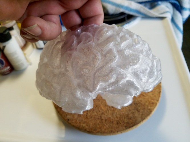 Hollow Human Brain Planter 3D Print 147800