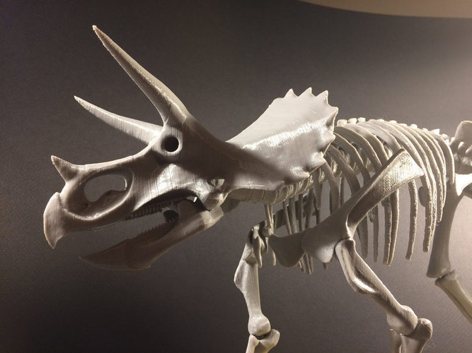 Triceratops prorsus Skeleton 3D Print 148496