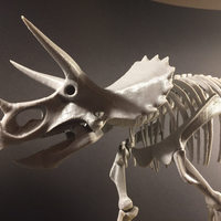 Triceratops prorsus Skeleton - Thumbnail 2