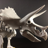 Triceratops prorsus Skeleton - Thumbnail 3