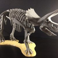 Triceratops prorsus Skeleton - Thumbnail 4
