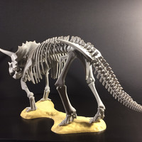Triceratops prorsus Skeleton - Thumbnail 7