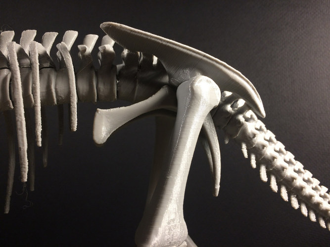 Triceratops prorsus Skeleton 3D Print 148502