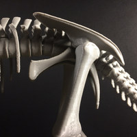 Triceratops prorsus Skeleton - Thumbnail 8