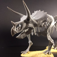 Triceratops prorsus Skeleton - Thumbnail 9