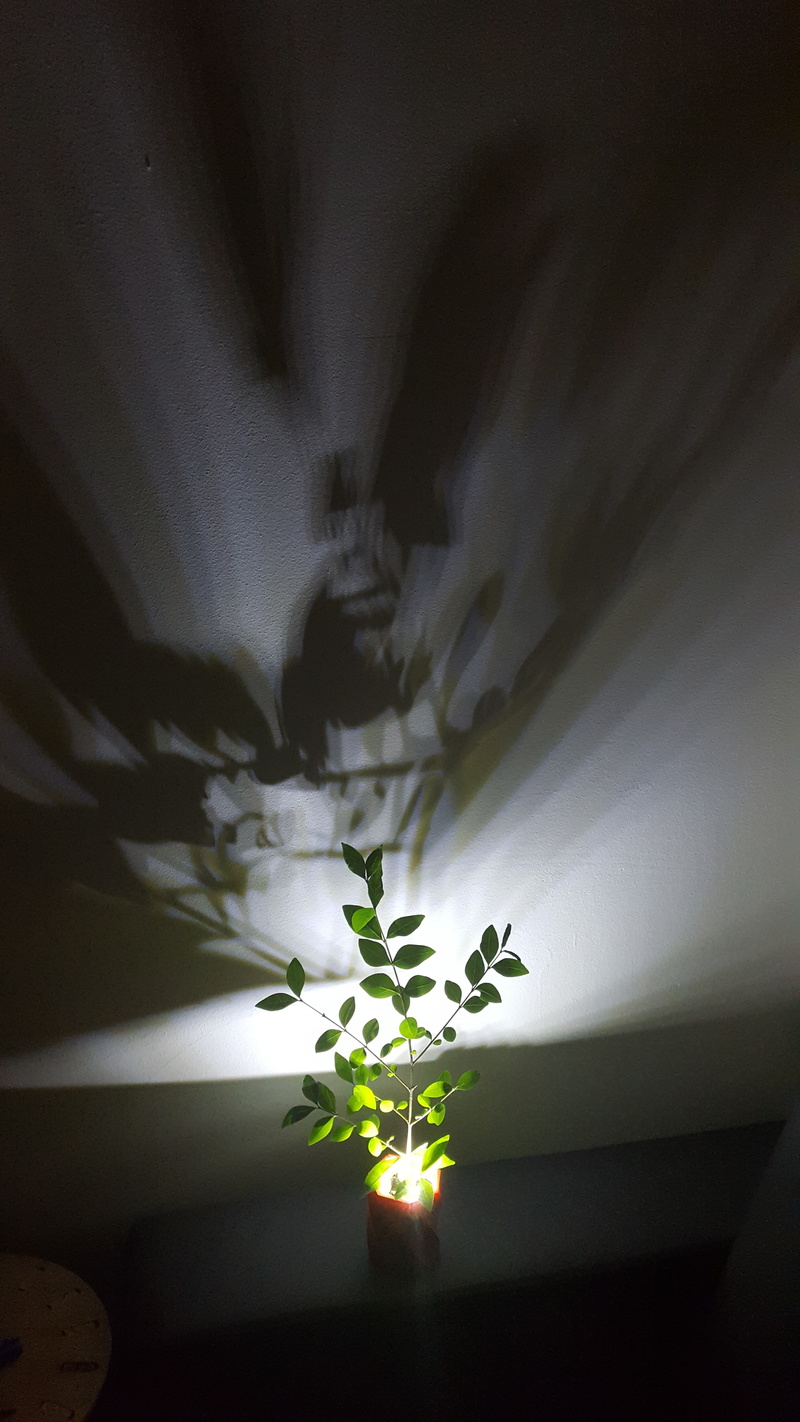 Shadow casting plant pot
