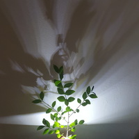 Shadow casting plant pot - Thumbnail 7