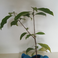 Plant Eating Man - Thumbnail 2