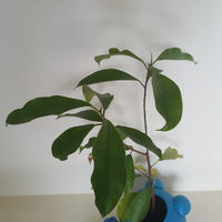 Plant Eating Man - Thumbnail 3
