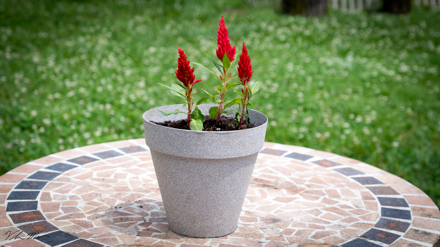  3D  Printed Flower Pot  by Desktop Makes Pinshape