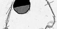Image 151412
