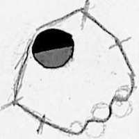 Carburator choke control (for Tecumseh) - Thumbnail 2