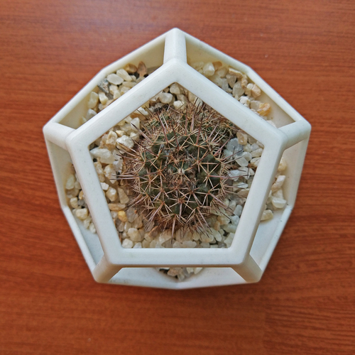 Dodecahedron Planter 3D Print 156120