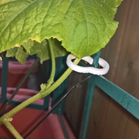 Rings to attach plants to the rank grid - Thumbnail 1