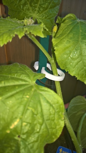 Rings to attach plants to the rank grid