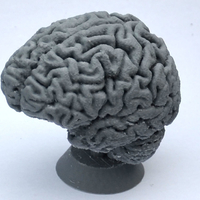 Small Human Brain 3D Printing 160632
