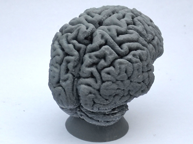 Human Brain 3D Print 160633