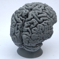Human Brain - Thumbnail 2