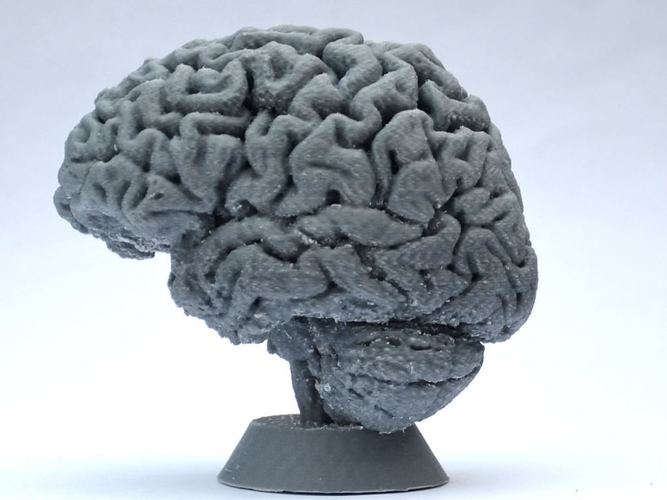 Human Brain 3D Print 160634