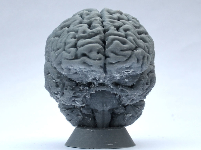 Human Brain 3D Print 160635
