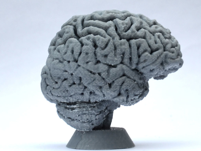 Human Brain 3D Print 160636