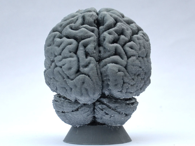 Human Brain 3D Print 160637