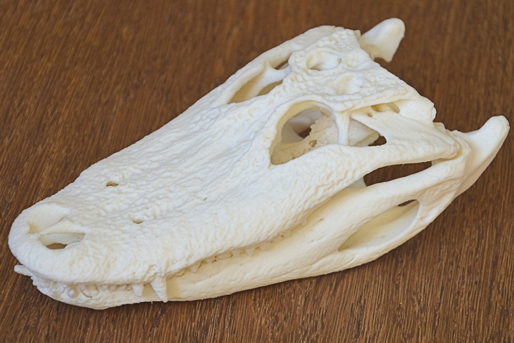 Alligator Skull 3D Print 160638