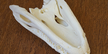 Image 160645